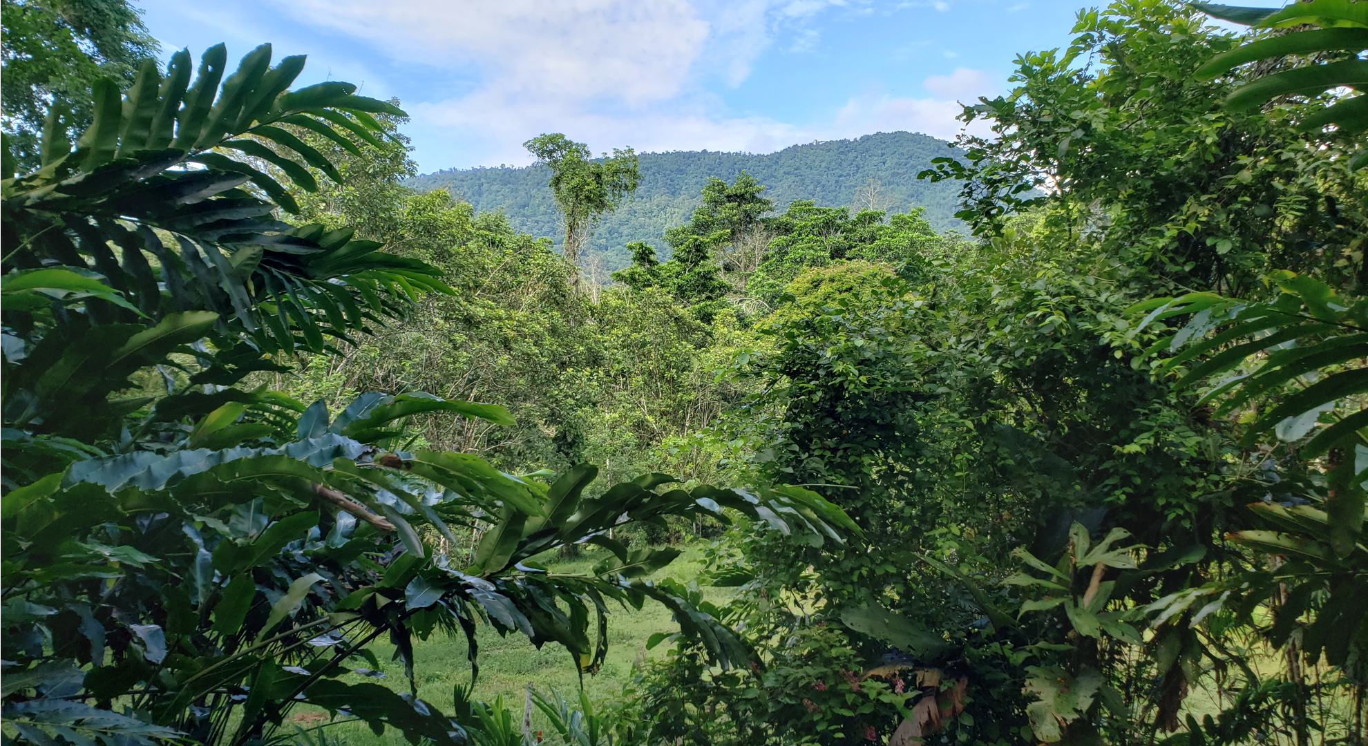 The rain forest on a sunny, partially cloudy day. Several varieties of tropical trees are present, and there is a horse obscured by some broad leaves. A forested mountain rises up in the distance.